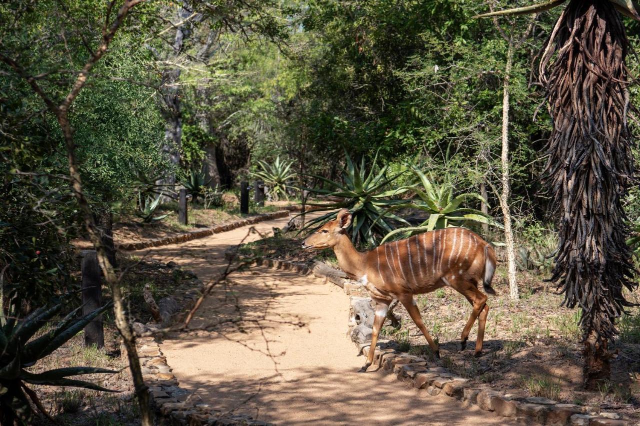 Jabulani Safari Kapama Game Reserve Exterior foto